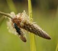 Oedemera nobilis